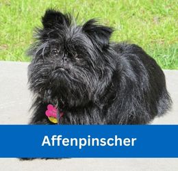Affenpinscher