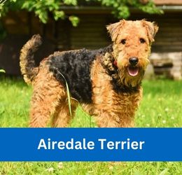 Airedale Terrier