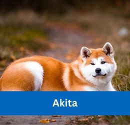 Akita
