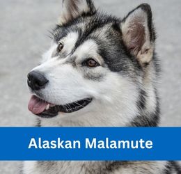 Alaskan Malamute