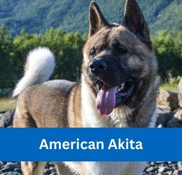 American Akita