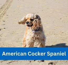 American Cocker Spaniel