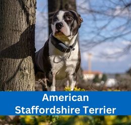 American Staffordshire Terrier