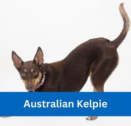 Australian Kelpie