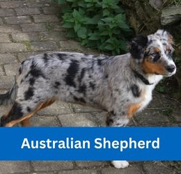 Australian Shepherd
