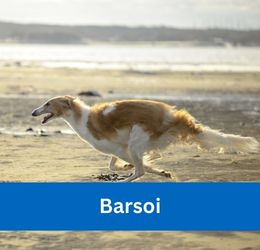 Barsoi