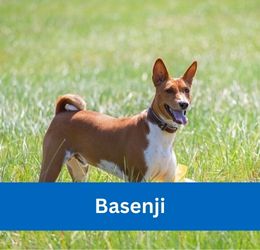 Basenji