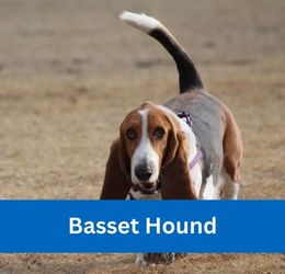 Basset Hound