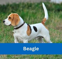 Beagle