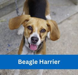 Beagle Harrier