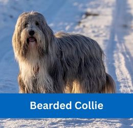 Bearded Collie