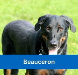 Beauceron