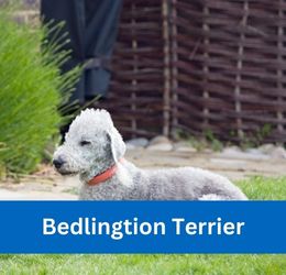 Bedlington Terrier