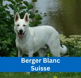 Berger Blanc Suisse