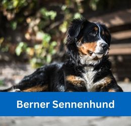 Berner Sennenhund