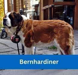 Bernhardiner