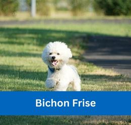 Bichon Frise