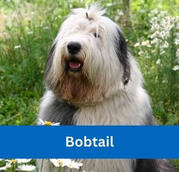 Bobtail