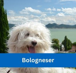 Bologneser