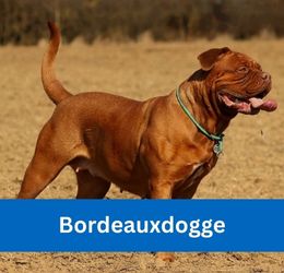 Bordeauxdogge