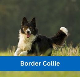 Border Collie