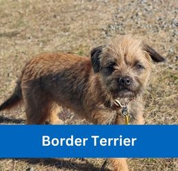 Border Terrier