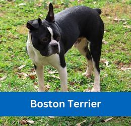 Boston Terrier