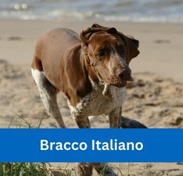 Bracco Italiano