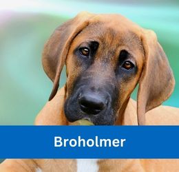 Broholmer