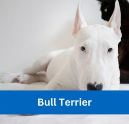 Bull Terrier