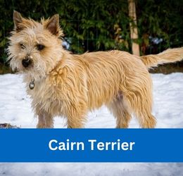 Cairn Terrier