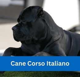 Cane Corso Italiano