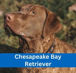 Chesapeake Bay Retriever