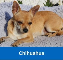 Chihuahua