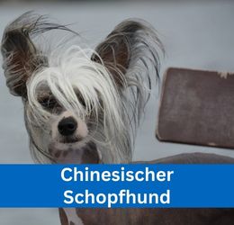 Chinesischer Schopfhund