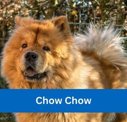 Chow Chow