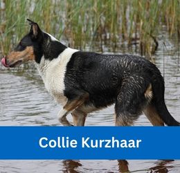 Collie Kurzhaar