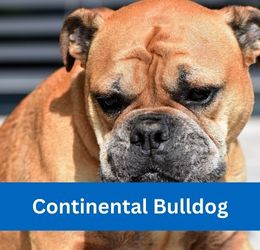 Continental Bulldog