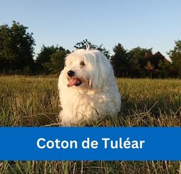 Coton de Tulear