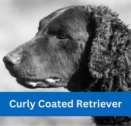Curly Coated Retriever
