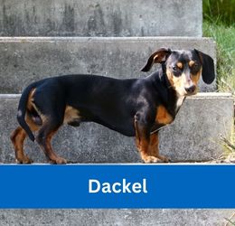 Dackel