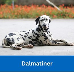 Dalmatiner