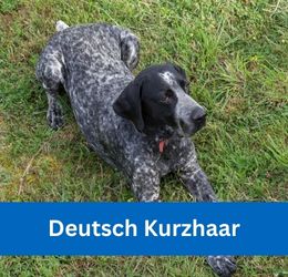 Deutsch Kurzhaar