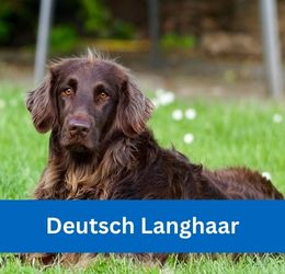 Deutsch langhaar