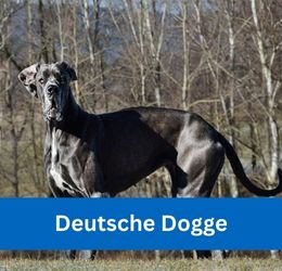 Deutsche Dogge