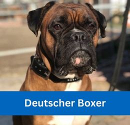 Deutscher Boxer