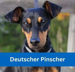 Deutscher Pinscher