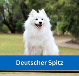 Deutscher Spitz