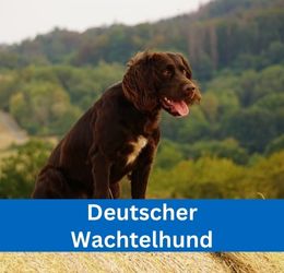 Deutscher Wachtelhund