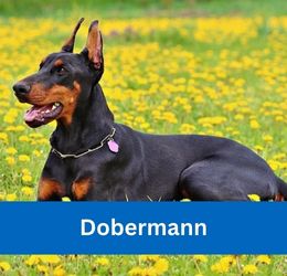 Dobermann
